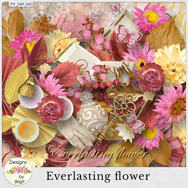 DBB_everlastingflower_pv